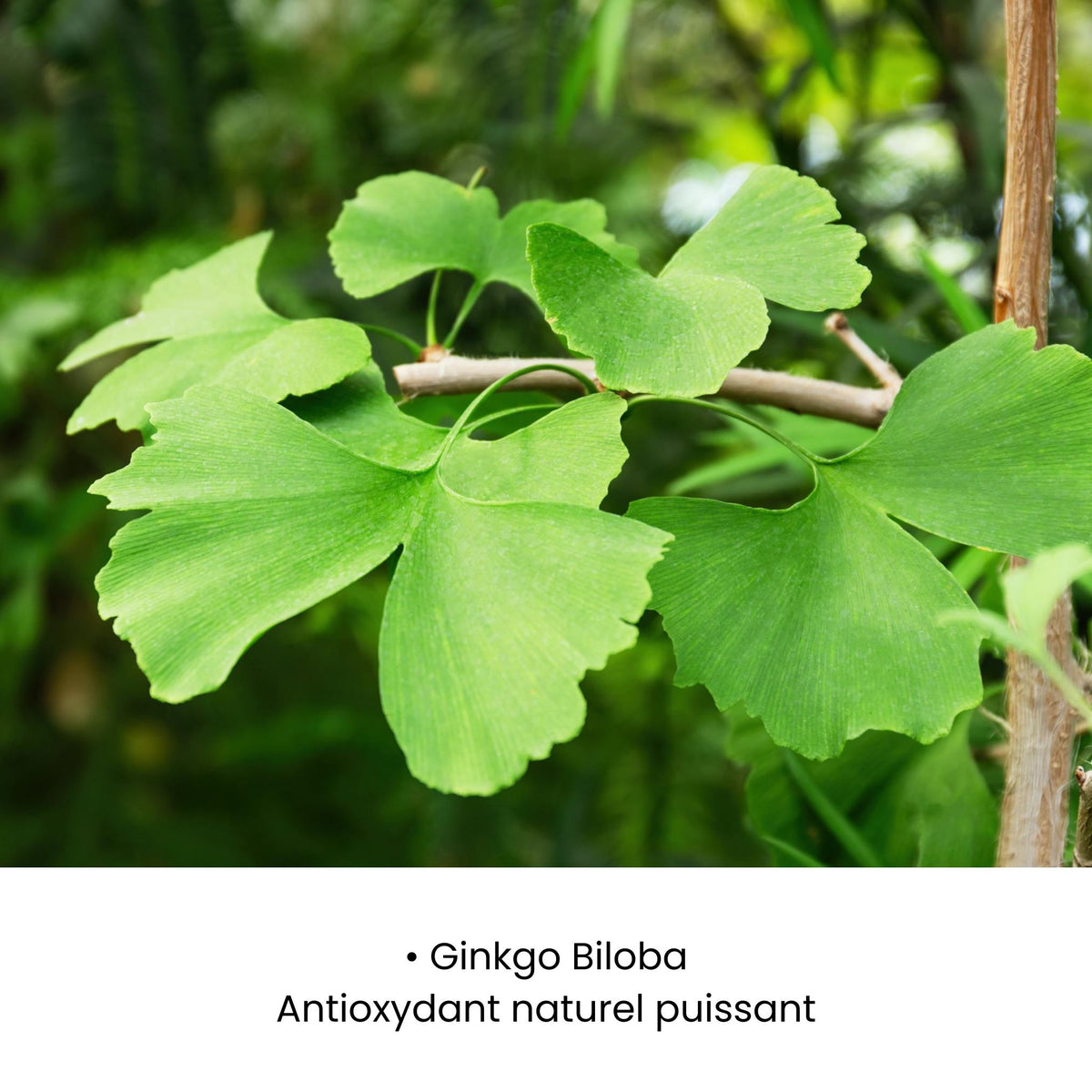 SÉRUM APAISANT ROUGEURS