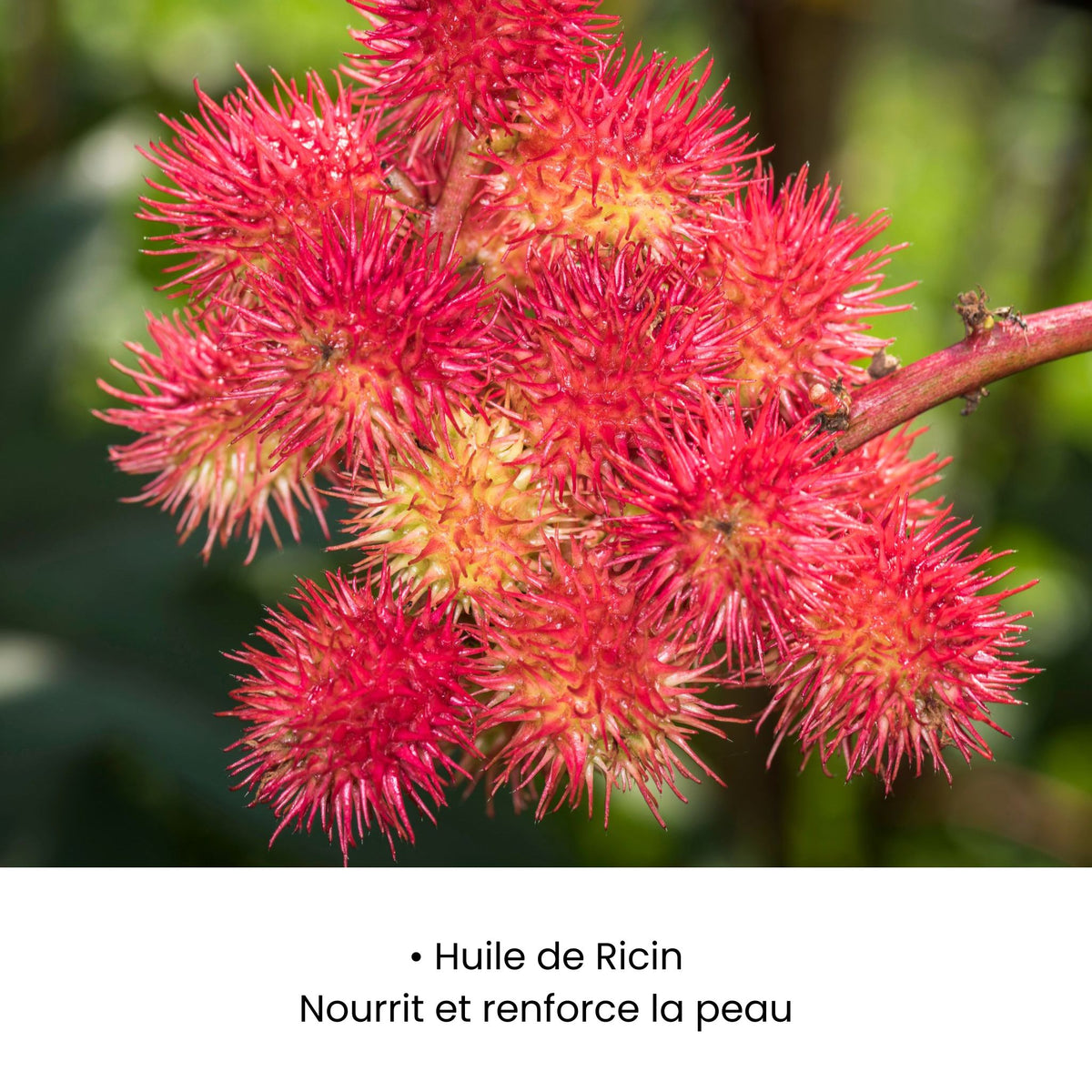 SÉRUM APAISANT ROUGEURS