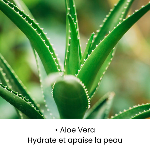 Aloe Vera utilisée dans les soins KALYAË ORIGIN, reconnue pour hydrater intensément et apaiser la peau.