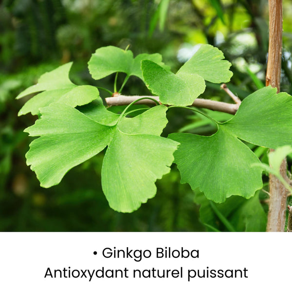Feuille de Ginkgo Biloba utilisée dans les soins KALYAË ORIGIN, reconnue pour son action antioxydante puissante contre les radicaux libres.